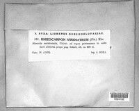 Rhizocarpon viridiatrum image